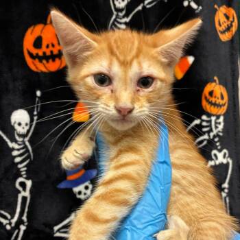 Rascal -  Domestic Short Hair Cat for Adoption in San Antonio, Texas - Rascal | PetCurious
