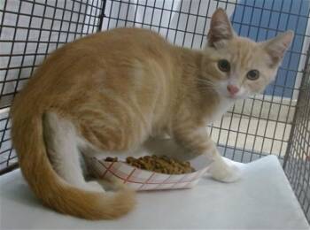 Domestic Short Hair Cats Available for Adoption in Doral, Florida - KERO | PetCurious