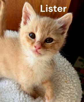 Lister -  Tabby Cat for Adoption in Weems, Virginia - Lister | PetCurious