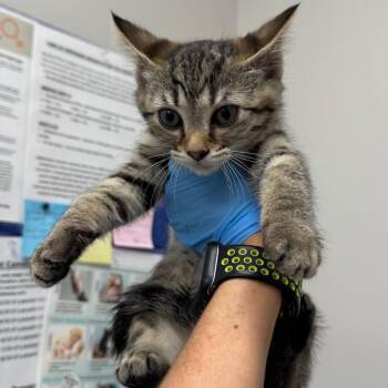 Sketti Noodle -  Domestic Short Hair Cat for Adoption in Columbiana, Alabama - Sketti Noodle | PetCurious