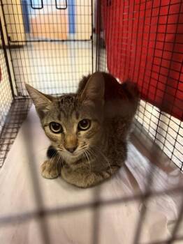 MORTAN -  Domestic Short Hair Cat for Adoption in Doral, Florida - MORTAN | PetCurious
