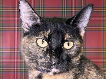 Rescue Domestic Short Hair Cats for Adoption in Sherwood, Oregon - Cozy | PetCurious