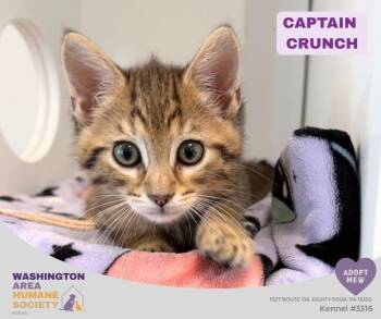 Captain Crunch -  Domestic Short Hair Cat for Adoption in Eighty Four, Pennsylvania - Captain Crunch | PetCurious