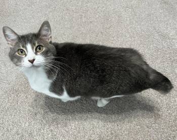 Tuxedo Cats Available for Adoption in Garland, Texas - Delilah | PetCurious