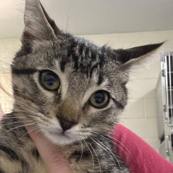 Buoy 28559 -  Domestic Short Hair Cat for Adoption in Middleburg, Florida - Buoy 28559 | PetCurious