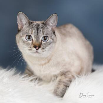 Siamese Cats Available for Adoption in Anchorage, Alaska - Havana | PetCurious
