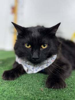 Domestic Medium Hair Cats Available for Adoption - Gus Gus | PetCurious