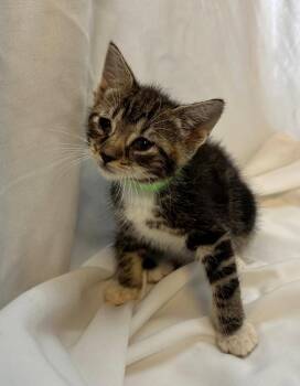 Domestic Short Hair Cats Available for Adoption in Margate, Florida - MUGLER | PetCurious