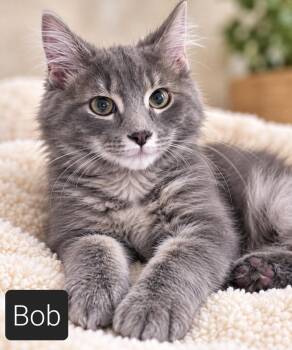 Mr. Bob -  Domestic Short Hair Cat for Adoption in Kansas City, Missouri - Mr. Bob | PetCurious