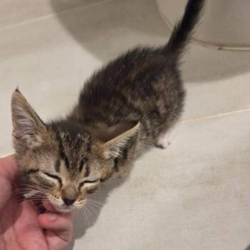 Rotini -  Domestic Short Hair Cat for Adoption in Houston, Texas - Rotini | PetCurious