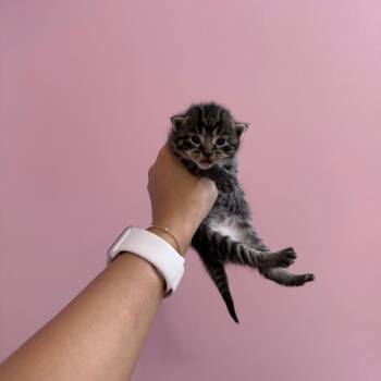 Rescue Domestic Short Hair Cats for Adoption in Chattanooga, Tennessee - Rogue | PetCurious