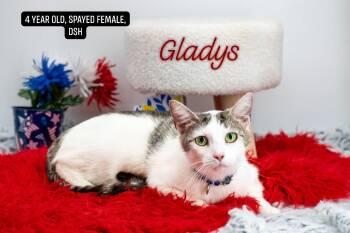 Gladys -  Domestic Short Hair Cat for Adoption in Sevierville, Tennessee - Gladys | PetCurious