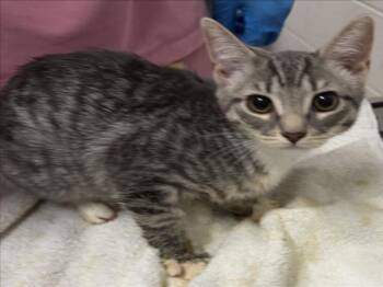 Domestic Short Hair Cats Available for Adoption in Derwood, Maryland - BRIE | PetCurious