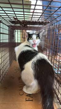 Husemann Feral 17 -  Domestic Short Hair Cat for Adoption in New Braunfels, Texas - Husemann Feral 17 | PetCurious