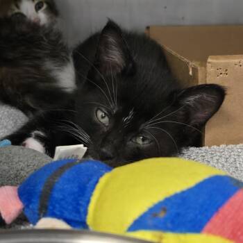 Domestic Short Hair Cats Available for Adoption in Nashville, Tennessee - King Boo | PetCurious