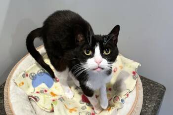 Baby -  Domestic Short Hair Cat Available for Adoption in Lincoln, Nebraska - Baby | PetCurious