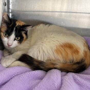 Domestic Short Hair Cats Available for Adoption in Long Beach, California - Bo Peep | PetCurious