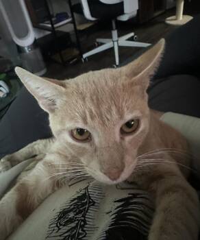 Domestic Short Hair Cats Available for Adoption - Lance 7939 | PetCurious