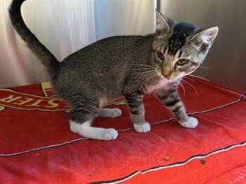 A1051854 -  Domestic Short Hair Cat for Adoption in Martinez, California - A1051854 | PetCurious