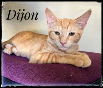 Rescue Domestic Short Hair Cats for Adoption in El Cajon, California - Dijon | PetCurious