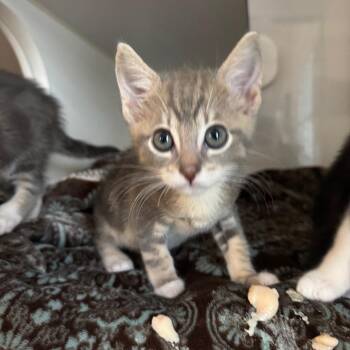 Rock -  Domestic Short Hair Cat for Adoption in Buellton, California - Rock | PetCurious
