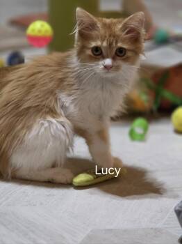 Lucy -  Maine Coon Cat for Adoption in Medford, Wisconsin - Lucy | PetCurious