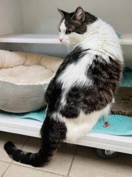 Benny -  Domestic Short Hair Cat for Adoption in Traverse City, Michigan - Benny | PetCurious