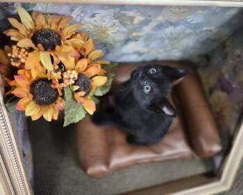 Jacob -  Domestic Short Hair Cat for Adoption in Melville, New York - Jacob | PetCurious
