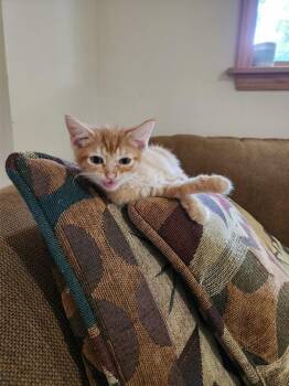 Declan -  Domestic Short Hair Cat for Adoption in Wheaton, Illinois - Declan | PetCurious