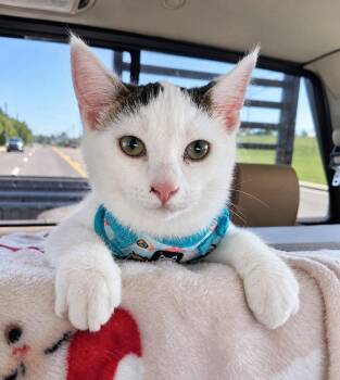 Blaze -  Domestic Short Hair Cat for Adoption in Knoxville, Tennessee - Blaze | PetCurious