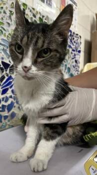 CLEO -  Domestic Short Hair Cat for Adoption in Pensacola, Florida - CLEO | PetCurious