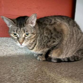 Stella -  Domestic Short Hair Cat Available for Adoption in Sarasota, Florida - Stella | PetCurious