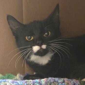 Panera -  Domestic Short Hair Cat for Adoption in Ballston Spa, New York - Panera | PetCurious