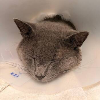 Goddy -  Domestic Short Hair Cat for Adoption in Indianapolis, Indiana - Goddy | PetCurious