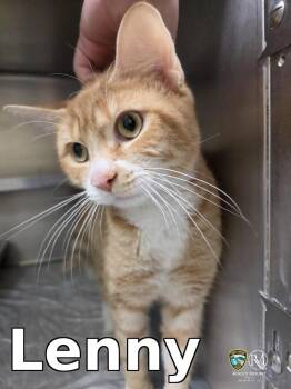 Domestic Short Hair Cats Available for Adoption in Rocky Mount, North Carolina - Lenny | PetCurious