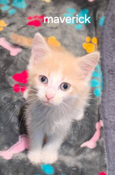 maverick -  Domestic Short Hair Cat for Adoption in Seven Valleys, Pennsylvania - Maverick | PetCurious