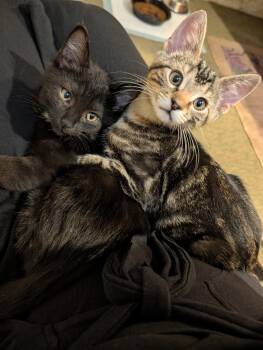 Castor (bonded with Pollux) -  Domestic Short Hair Cat for Adoption in Dublin, Ohio - Castor (bonded With Pollux) | PetCurious