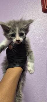 61492946 -  Domestic Short Hair Cat for Adoption in El Paso, Texas - 61492946 | PetCurious