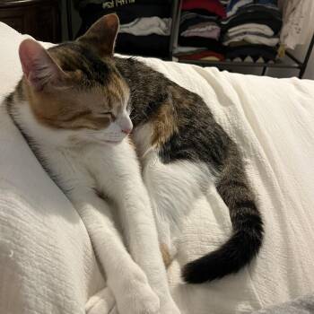 Rescue Domestic Short Hair Cats for Adoption in Chicago, Illinois - Juniper & Fern, Bonded Pair | PetCurious