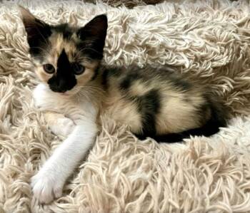 Cady -  Domestic Short Hair Cat for Adoption in Denver, Colorado - Cady | PetCurious