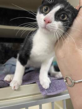 Rescue Domestic Short Hair Cats for Adoption in Saint Albans City, Vermont - Myia | PetCurious