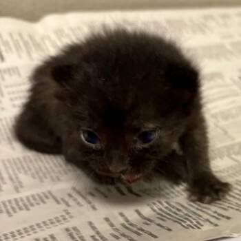 Domestic Short Hair Cats Available for Adoption in Yuma, Arizona - Natalie | PetCurious