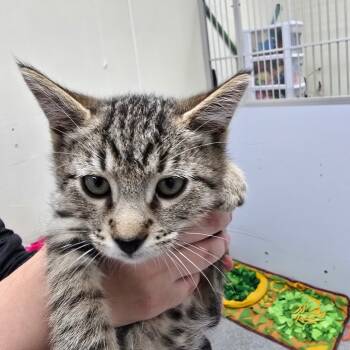 Rescue Domestic Short Hair Cats for Adoption in Fort Bragg, California - Candy Cane | PetCurious