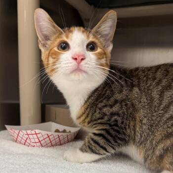 Domestic Short Hair Cats Available for Adoption in St. Augustine, Florida - Serena | PetCurious