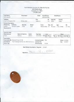 Domestic Short Hair Cats Available for Adoption in Cumming, Georgia - Winston | PetCurious