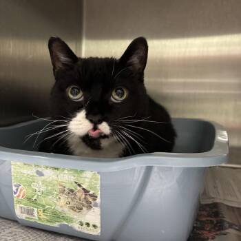 Domestic Short Hair Cats Available for Adoption in Oak Park, Illinois - Lt. Dan | PetCurious