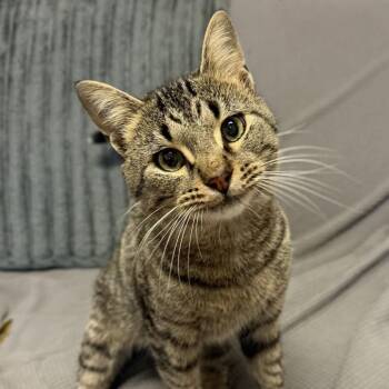 Biscoff -  Domestic Short Hair Cat for Adoption in Buffalo, Minnesota - Biscoff | PetCurious
