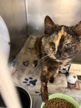 Domestic Short Hair Cats Available for Adoption - Teeling | PetCurious