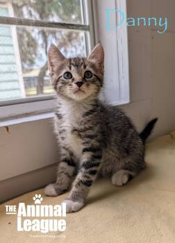 Danny -  Domestic Short Hair Cat Available for Adoption in Groveland, Florida - Danny | PetCurious