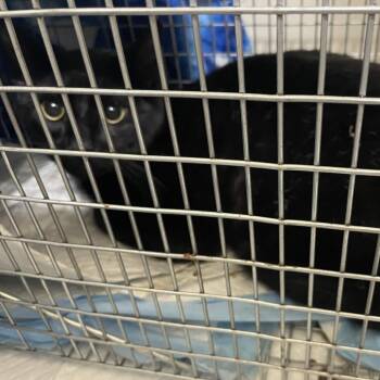 Domestic Short Hair Cats Available for Adoption in Aspinwall, Pennsylvania - Shockwave | PetCurious